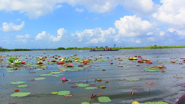 Thale Noi Waterfowl Reserve, is a breathtaking and ecologically significant freshwater lake located in southern Thailand, specifically in the Phatthalung and Songkhla provinces. 
