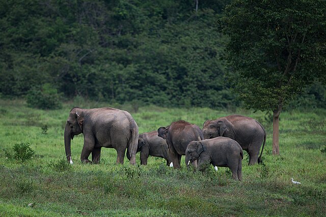 Kui Buri National Park is a paradise for wildlife lovers and nature lovers seeking an authentic and lasting experience with Thailand's natural heritage.