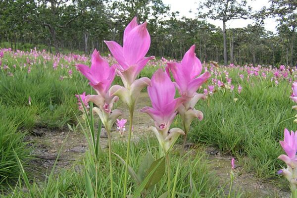 Pa Hin Ngam National Park, with its Siam Tulip fields, geological wonders, diverse flora and fauna, and commitment to conservation, offers a truly immersive and unforgettable experience.