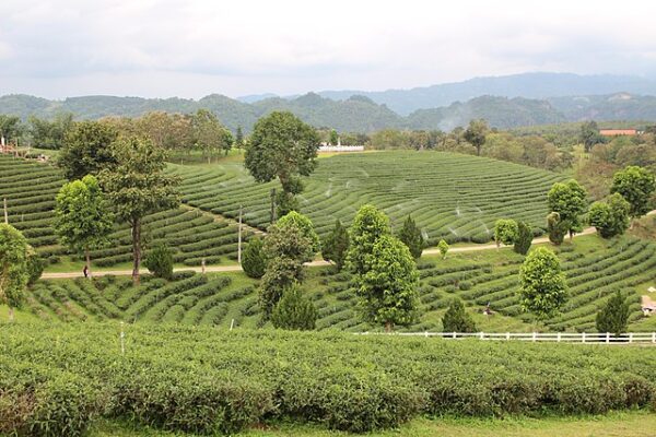 Choui Fong Tea Plantation: A Tranquil Oasis of Thai Tea Culture